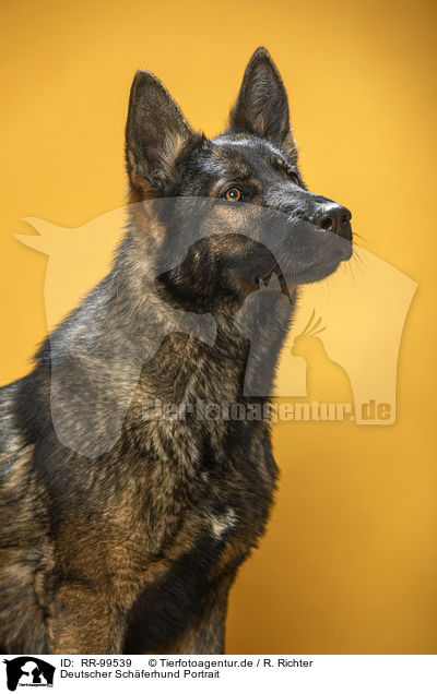 Deutscher Schferhund Portrait / RR-99539