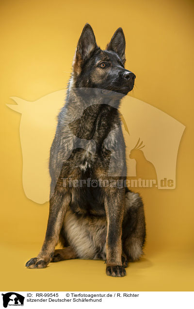 sitzender Deutscher Schferhund / RR-99545
