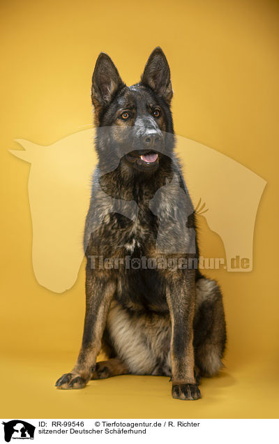 sitzender Deutscher Schferhund / RR-99546