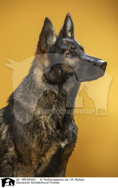 Deutscher Schferhund Portrait / Geman Shepherd Portrait / RR-99550