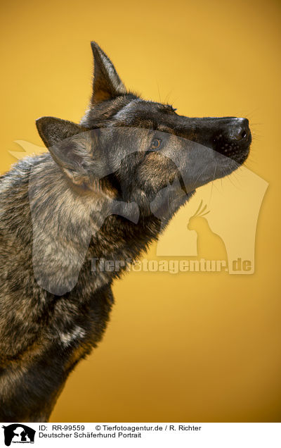 Deutscher Schferhund Portrait / Geman Shepherd Portrait / RR-99559