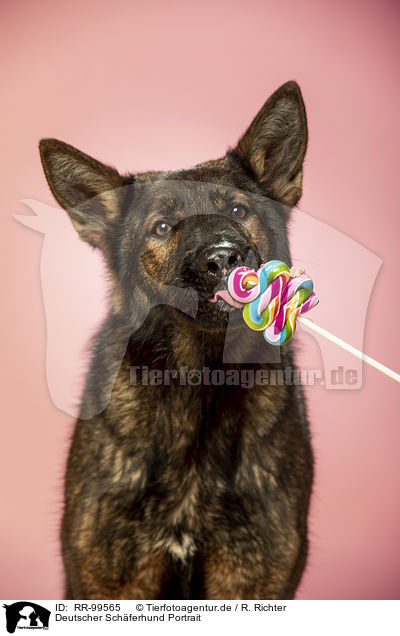Deutscher Schferhund Portrait / RR-99565