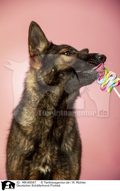 Deutscher Schferhund Portrait / Geman Shepherd Portrait / RR-99567