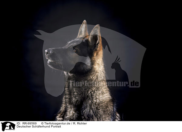 Deutscher Schferhund Portrait / Geman Shepherd Portrait / RR-99569