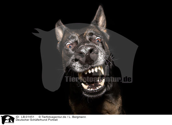 Deutscher Schferhund Portrait / German Shepherd Portrait / LB-01451