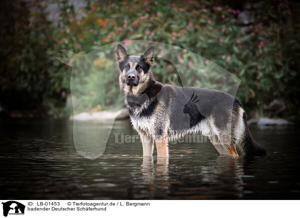 badender Deutscher Schferhund / German Shepherd / LB-01453