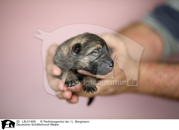 Deutscher Schferhund Welpe / German Shepherd Puppy / LB-01466