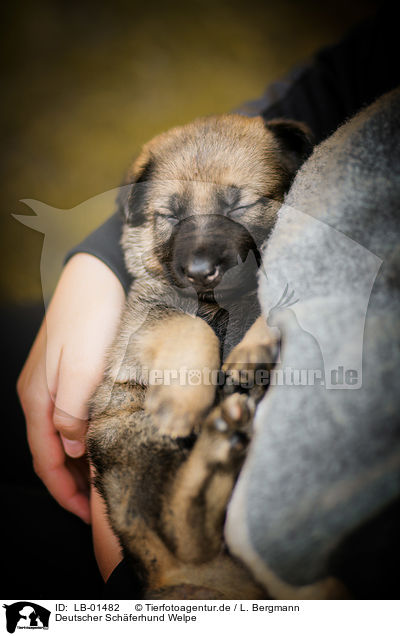Deutscher Schferhund Welpe / German Shepherd Puppy / LB-01482