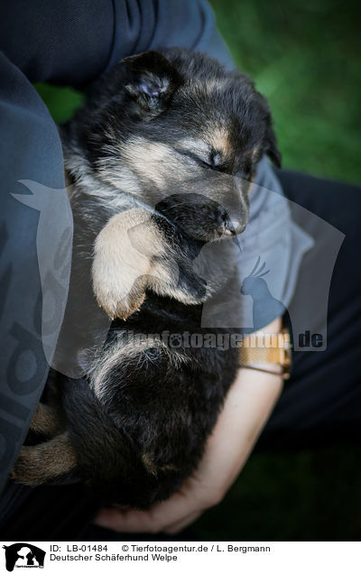 Deutscher Schferhund Welpe / German Shepherd Puppy / LB-01484