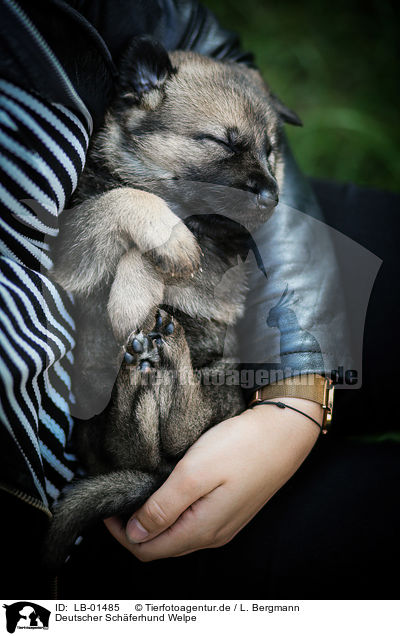 Deutscher Schferhund Welpe / German Shepherd Puppy / LB-01485
