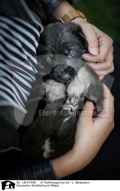 Deutscher Schferhund Welpe / German Shepherd Puppy / LB-01486