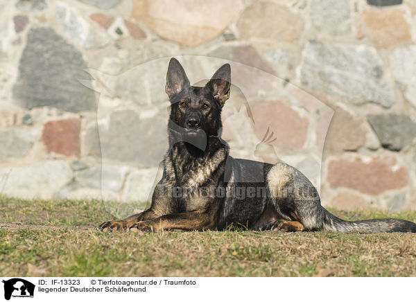liegender Deutscher Schferhund / lying German Shepherd / IF-13323