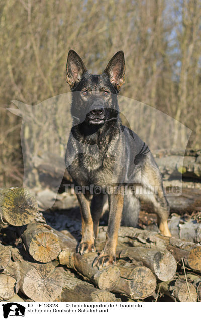 stehender Deutscher Schferhund / standing German Shepherd / IF-13328