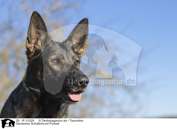Deutscher Schferhund Portrait / IF-13329