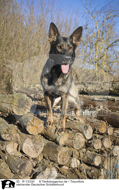 stehender Deutscher Schferhund / standing German Shepherd / IF-13330