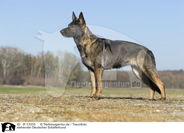 stehender Deutscher Schferhund / IF-13333