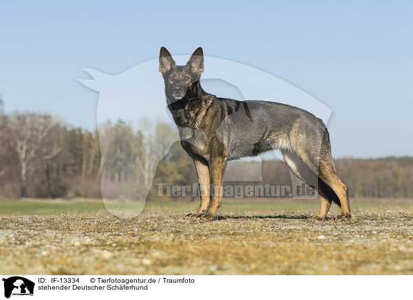 stehender Deutscher Schferhund / IF-13334