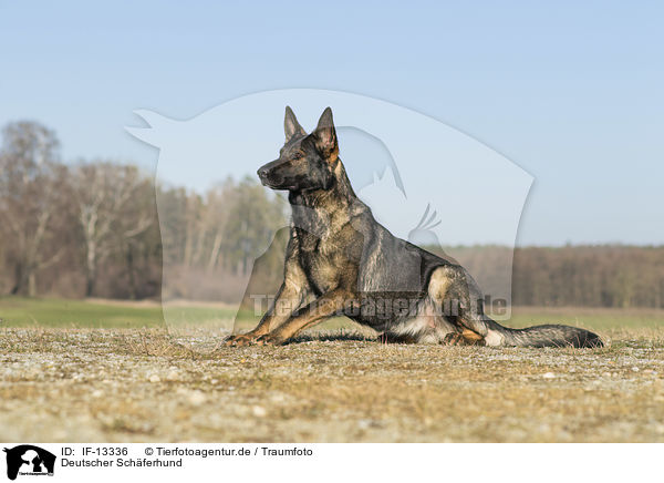 Deutscher Schferhund / IF-13336