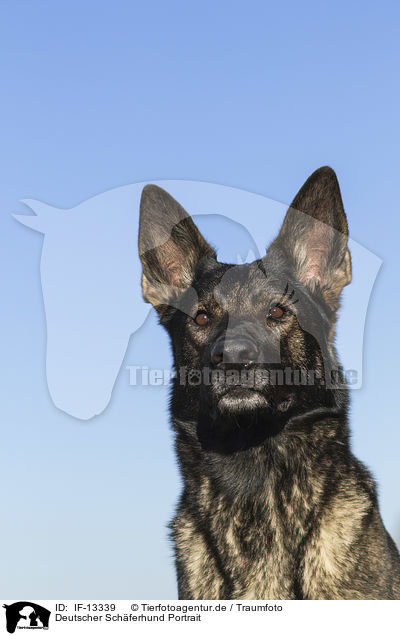 Deutscher Schferhund Portrait / German Shepherd Portrait / IF-13339