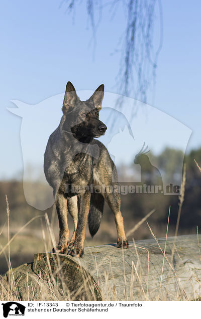 stehender Deutscher Schferhund / standing German Shepherd / IF-13343