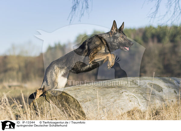 springender Deutscher Schferhund / IF-13344