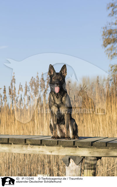 sitzender Deutscher Schferhund / sitting german Shepherd / IF-13346