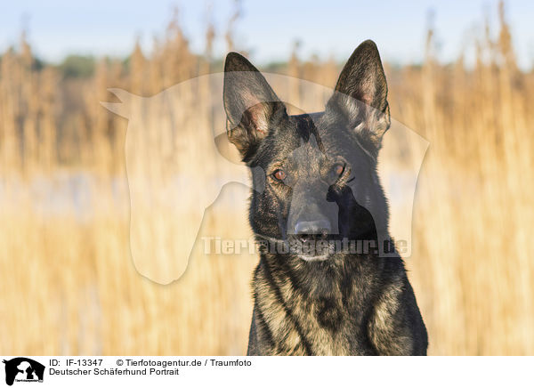 Deutscher Schferhund Portrait / IF-13347