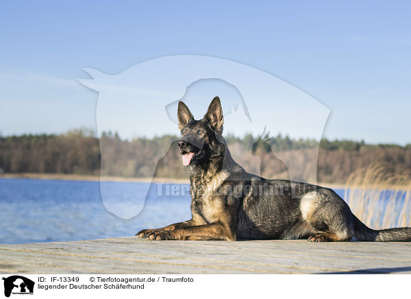 liegender Deutscher Schferhund / lying German Shepherd / IF-13349