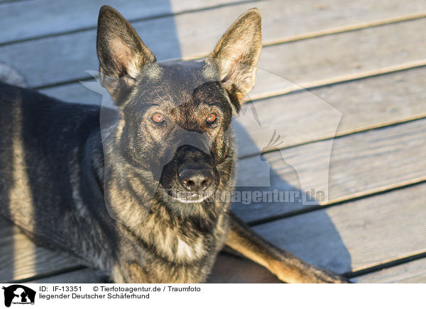 liegender Deutscher Schferhund / IF-13351