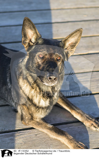 liegender Deutscher Schferhund / lying German Shepherd / IF-13352