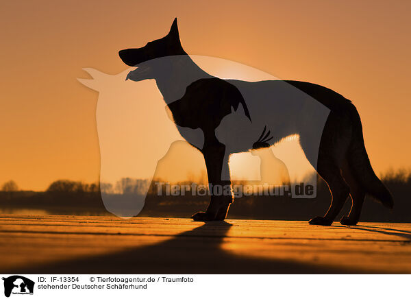stehender Deutscher Schferhund / standing German Shepherd / IF-13354