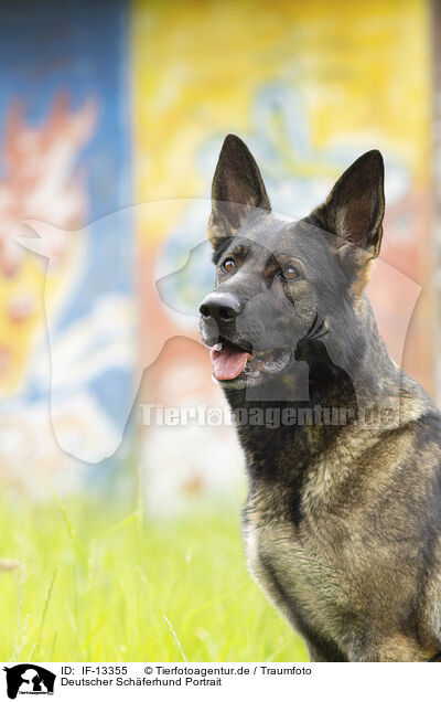 Deutscher Schferhund Portrait / IF-13355