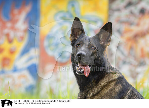 Deutscher Schferhund Portrait / IF-13356