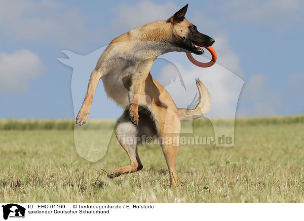 spielender Deutscher Schferhund / playing German Shepherd / EHO-01169
