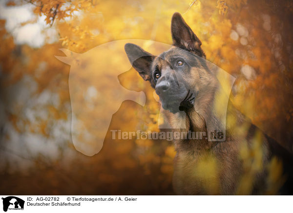 Deutscher Schferhund / German Shepherd / AG-02782