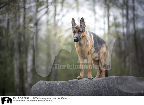Stehender Deutscher Schferhund / standing German Shepherd / AG-02792