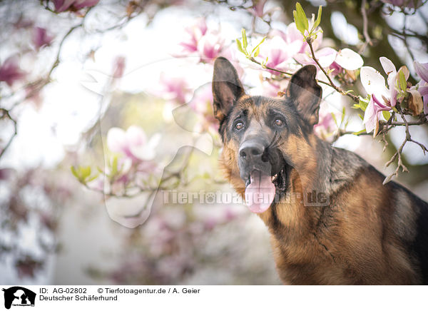 Deutscher Schferhund / German Shepherd / AG-02802