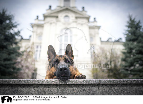 liegender Deutscher Schferhund / laying German Shepherd / AG-02805