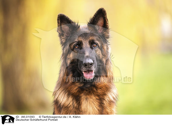 Deutscher Schferhund Portrait / German Shepherd Portrait / AK-01093