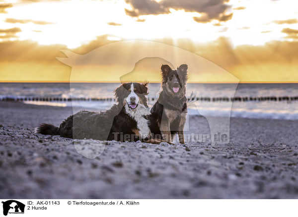 2 Hunde / 2 dogs / AK-01143