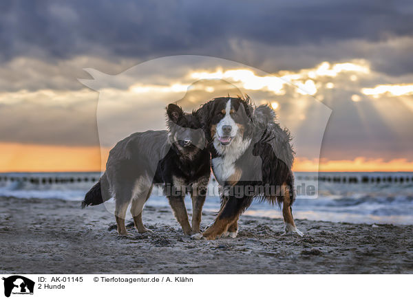 2 Hunde / 2 dogs / AK-01145