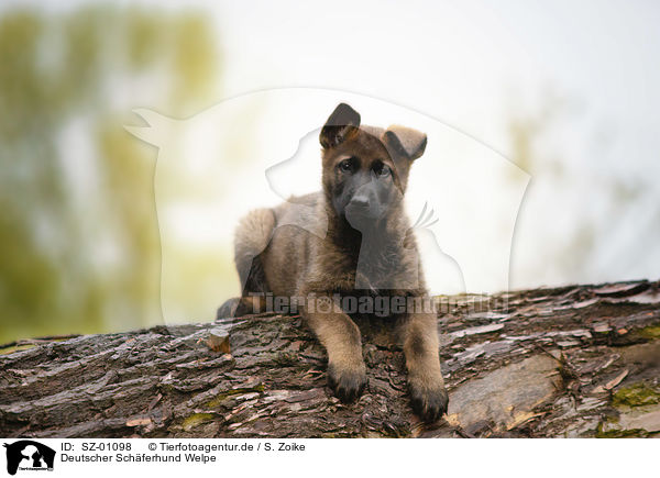 Deutscher Schferhund Welpe / SZ-01098