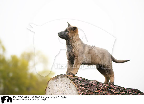 Deutscher Schferhund Welpe / SZ-01099