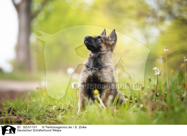 Deutscher Schferhund Welpe / German Shepherd Puppy / SZ-01101