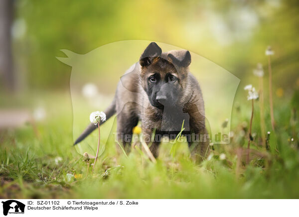 Deutscher Schferhund Welpe / German Shepherd Puppy / SZ-01102