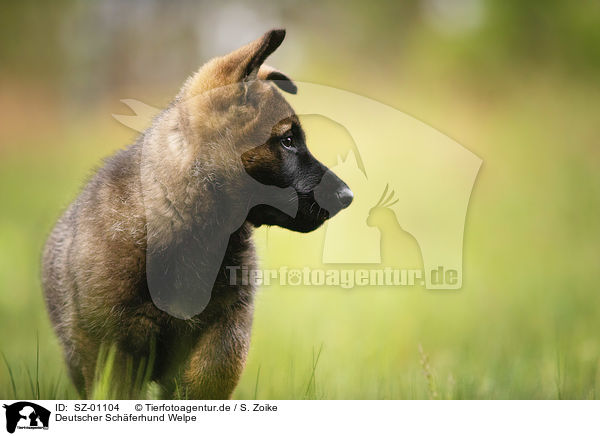 Deutscher Schferhund Welpe / German Shepherd Puppy / SZ-01104