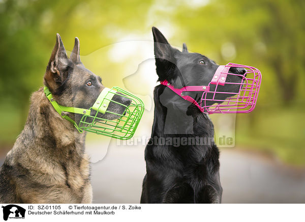 Deutscher Schferhund mit Maulkorb / German shepherd dog with muzzle / SZ-01105