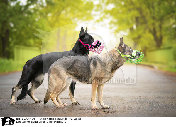 Deutscher Schferhund mit Maulkorb / German shepherd dog with muzzle / SZ-01106