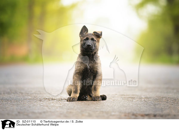 Deutscher Schferhund Welpe / German Shepherd Puppy / SZ-01110
