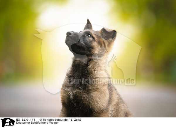 Deutscher Schferhund Welpe / German Shepherd Puppy / SZ-01111